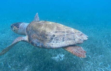 Silk Caye Snorkeling - Ceiba Beach Resort