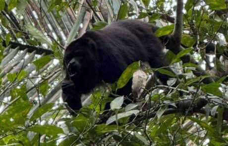 Monkey River Tour - Ceiba Beach Resort