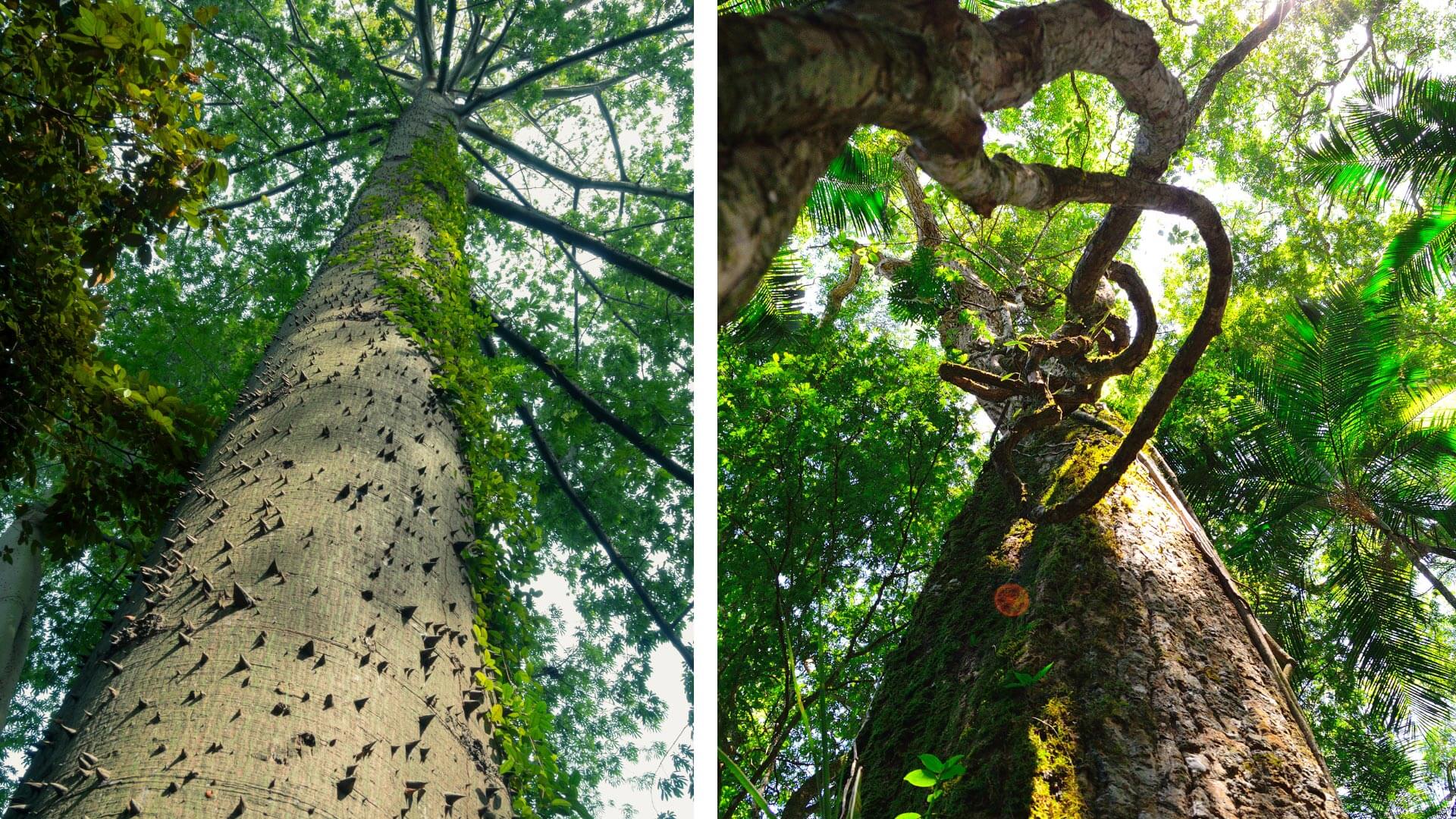 Ceiba Trees